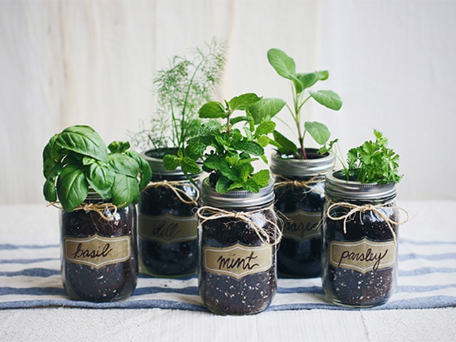 Mighty green thumb, herbs in jars
